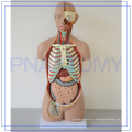 PNT-0311 85CM 17 Anatomie des organes du corps humain